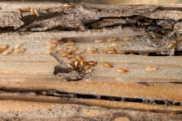 Best Local Pest Control Services  in Carthage, TX
